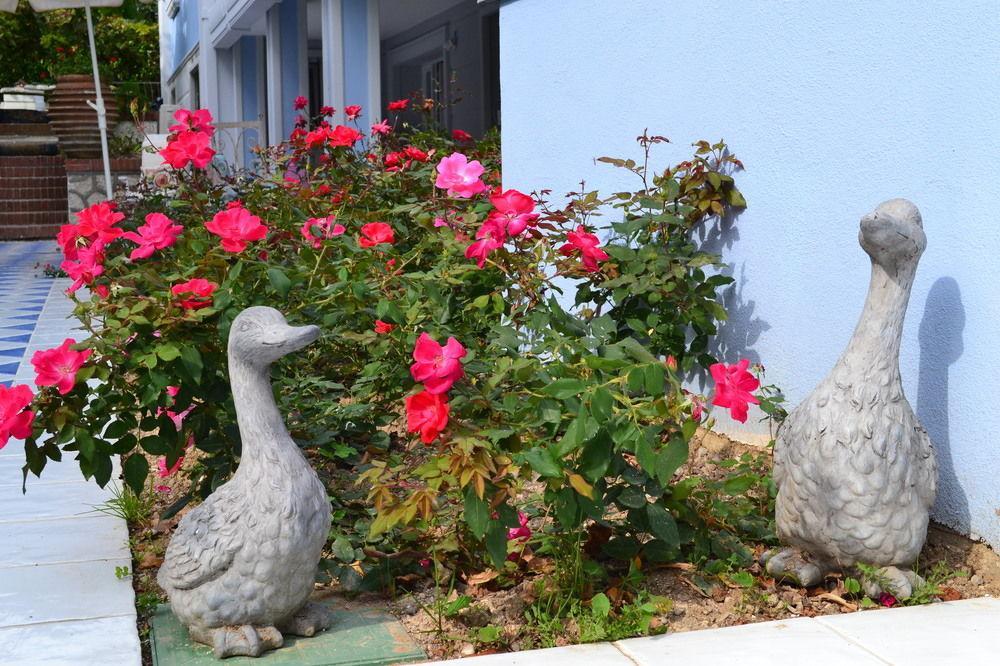 B And B Della Mimosa 代森扎诺-德尔加达 外观 照片